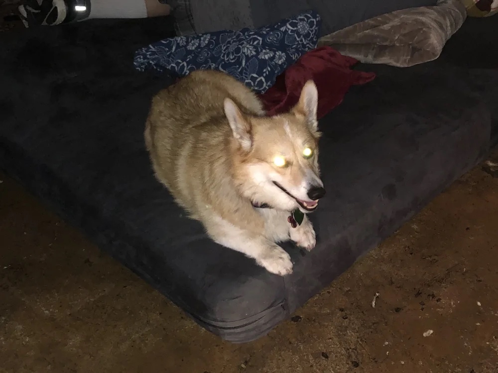 A fearsome dog-like creature sits on a mattress, its eyes glowing fearfully.